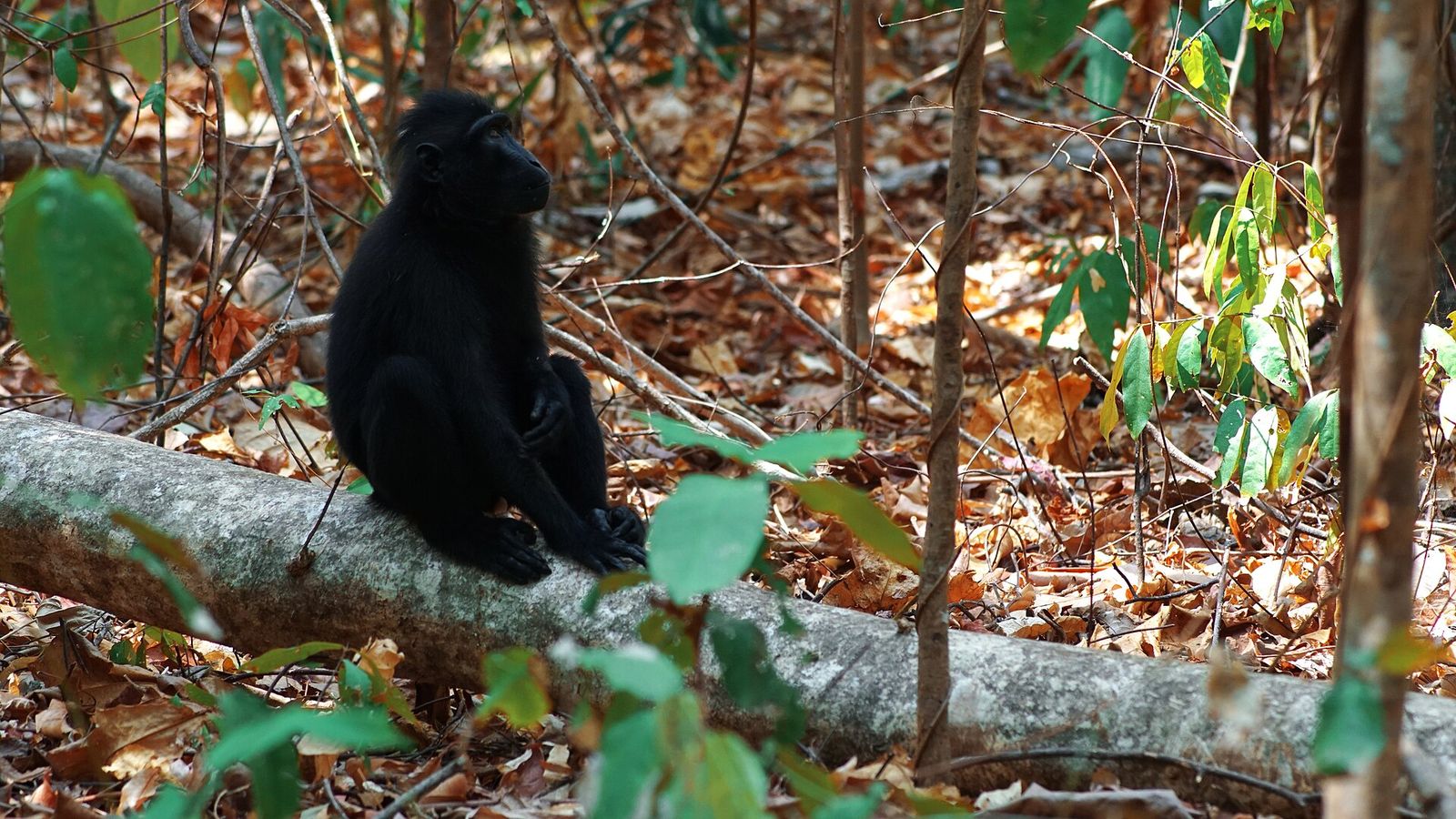 Foto Cagar Alam Tangkoko Batuangus