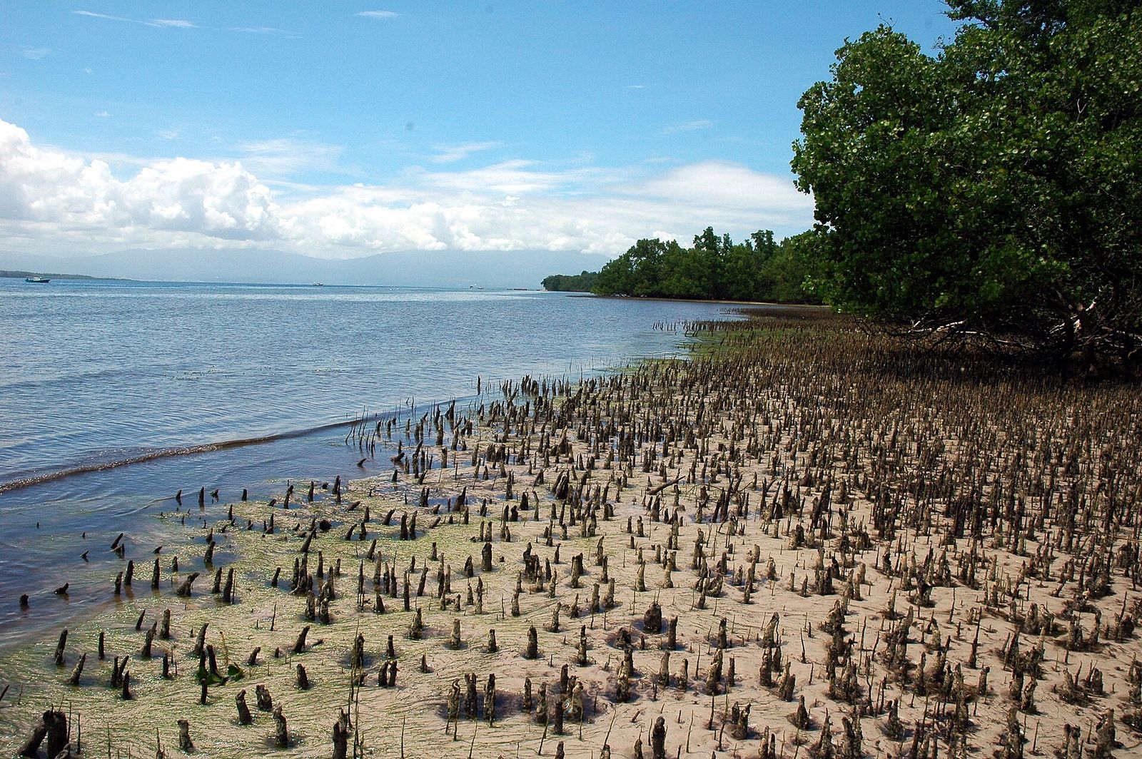 Foto Taman Nasional Bunaken