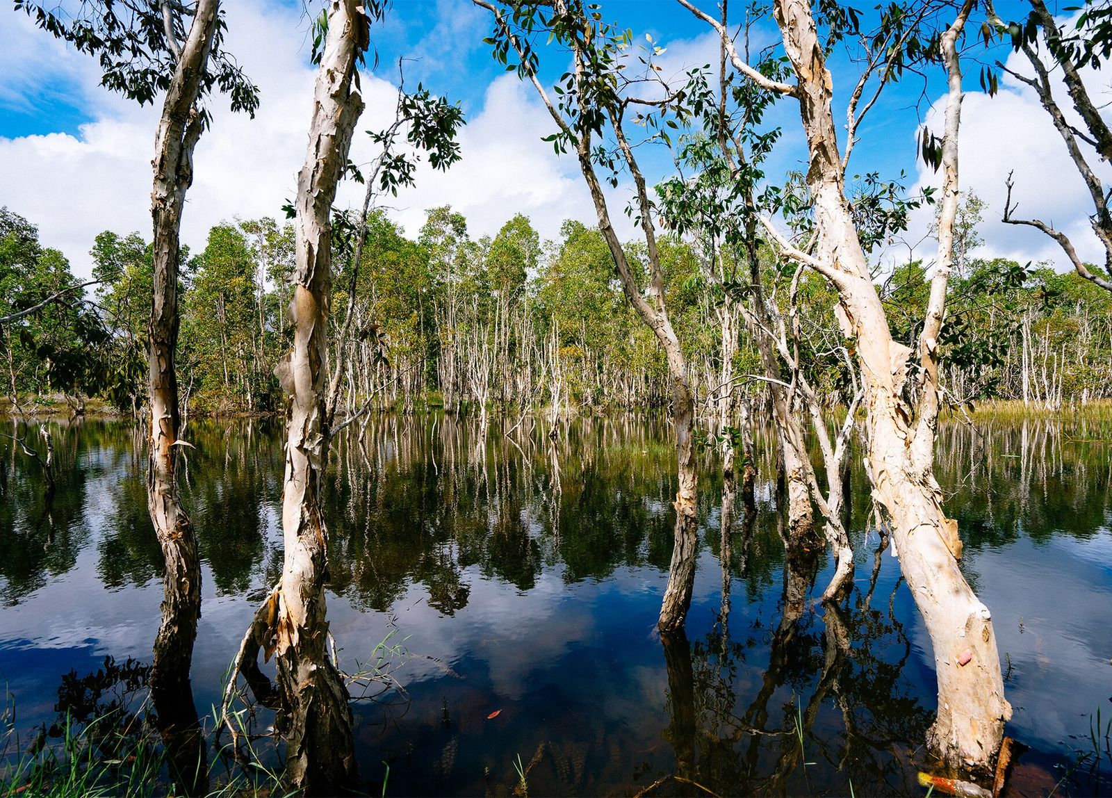 Foto Taman Nasional Wasur